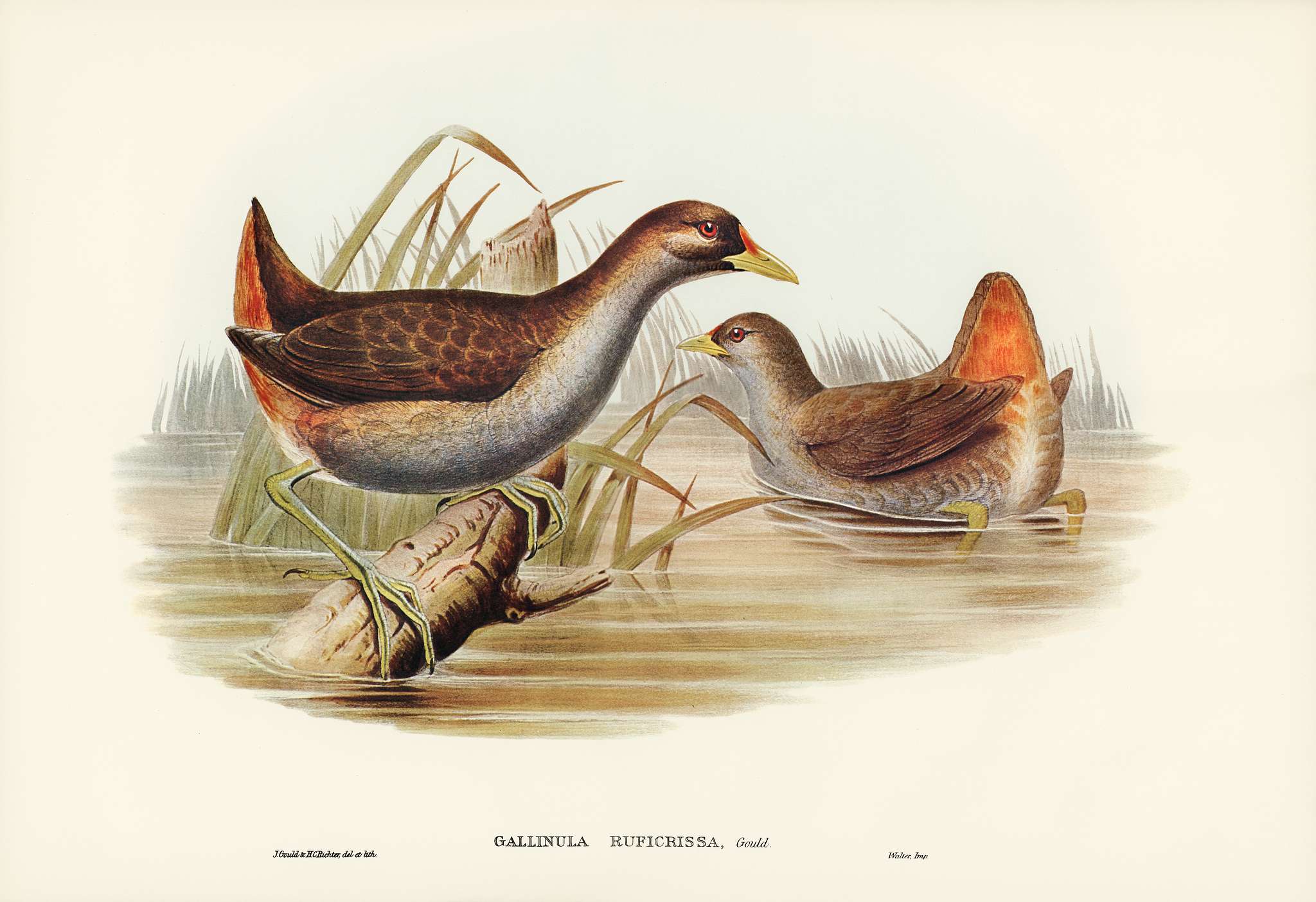 Rufous-vented Gallinule (Gallinula ruficrissa) illustrated by Elizabeth Gould (1804–1841) for John Gould’s (1804... Rufous-vented Gallinule (Gallinula ruficrissa) illustrated by Elizabeth Gould (1804–1841) for John Gould’s (1804...