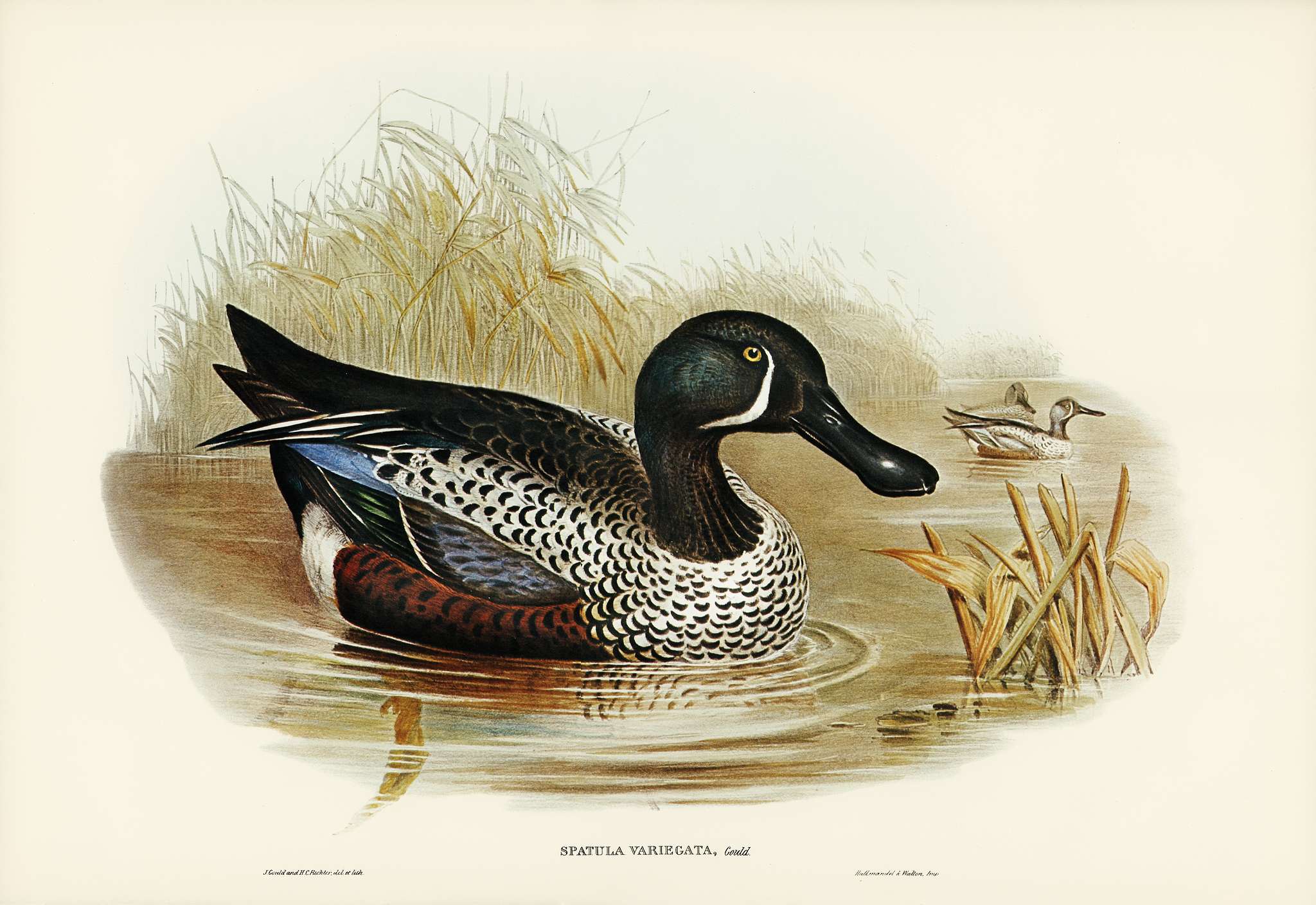 Variegated Shoveller (Spatula Variegata) illustrated by Elizabeth Gould (1804–1841) for John Gould’s (1804-1881... Variegated Shoveller (Spatula Variegata) illustrated by Elizabeth Gould (1804–1841) for John Gould’s (1804-1881...