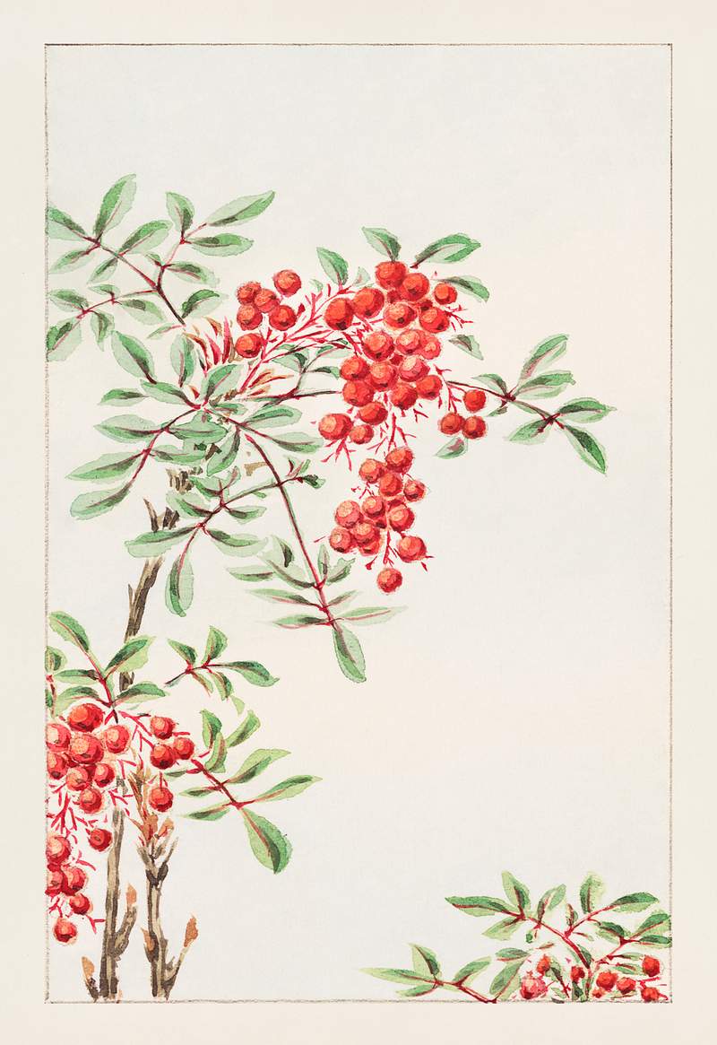 Nandina bush with berries during 1870–1880 by Megata Morikaga. Original from Library of Congress. Digitally enhanced…