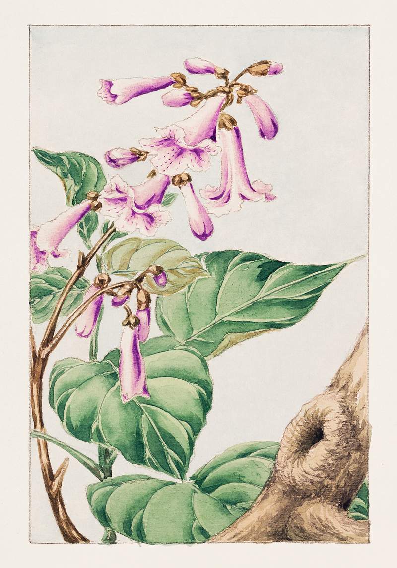 Kiri branch with flowers and leaves during 1870–1880 by Megata Morikaga. Original from Library of Congress. Digitally…