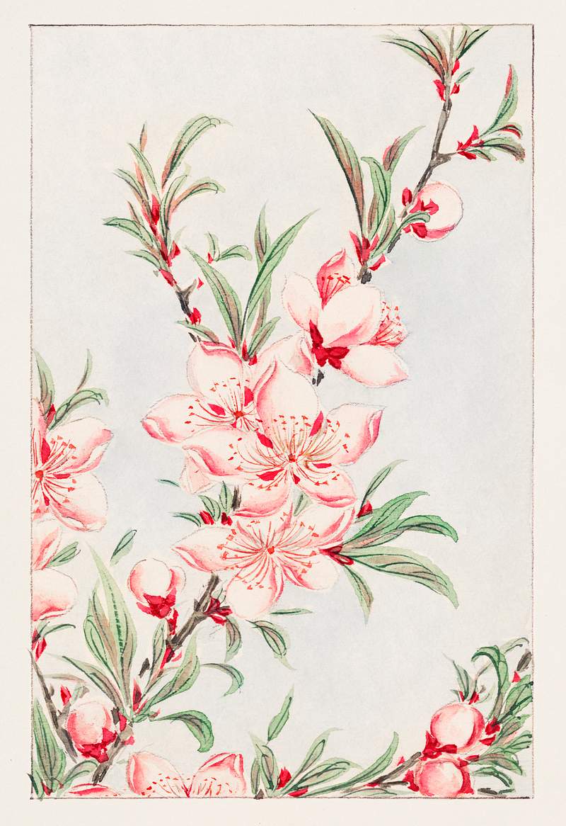 Peach tree branches with leaves and blossoms during 1870–1880 by Megata Morikaga. Original from Library of Congress.…