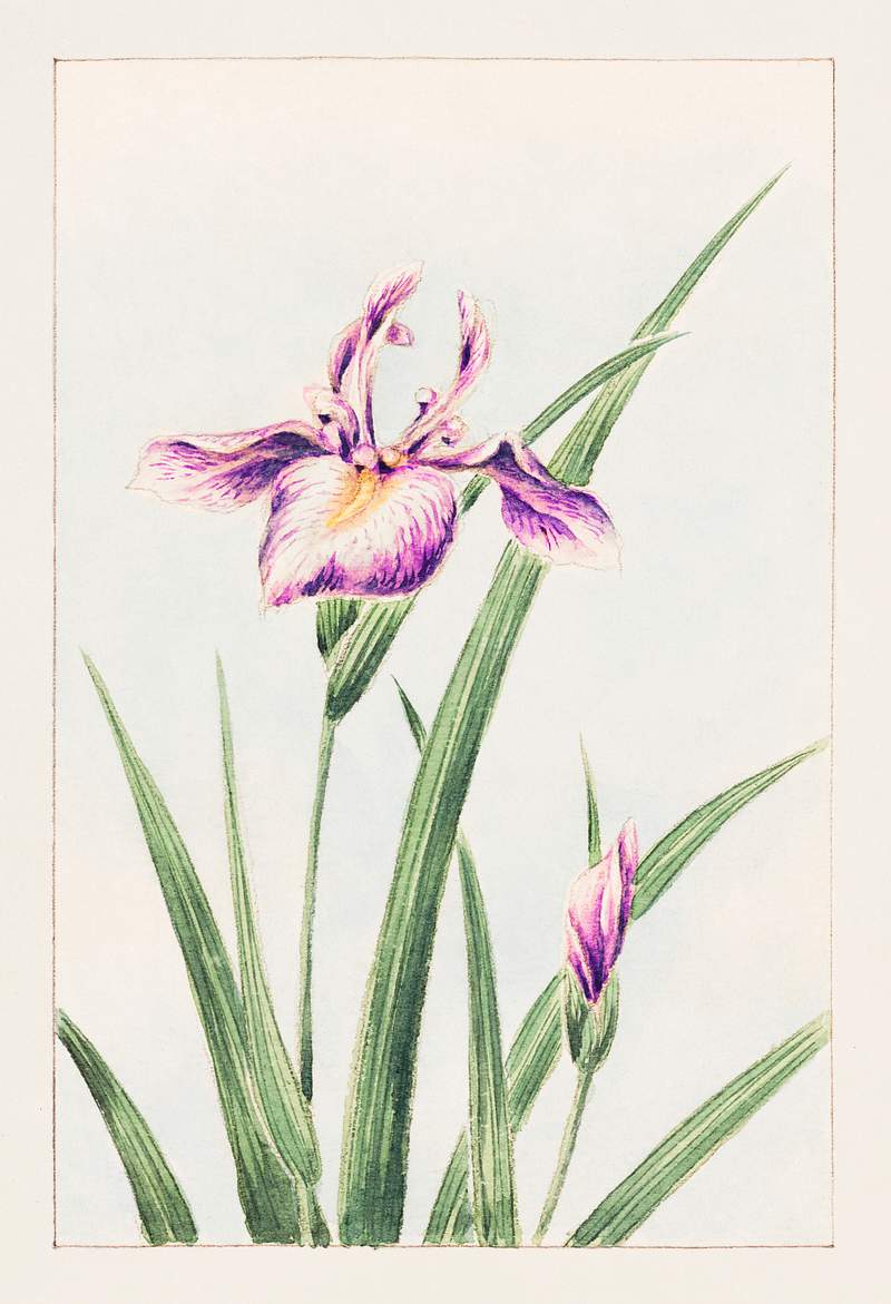Hana–strobel during 1870–1880 by Megata Morikaga. Original from Library of Congress. Digitally enhanced by…
