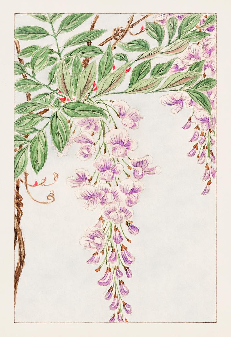 Wisteria vine with leaves and blossoms during 1870–1880 by Megata Morikaga. Original from Library of Congress.…