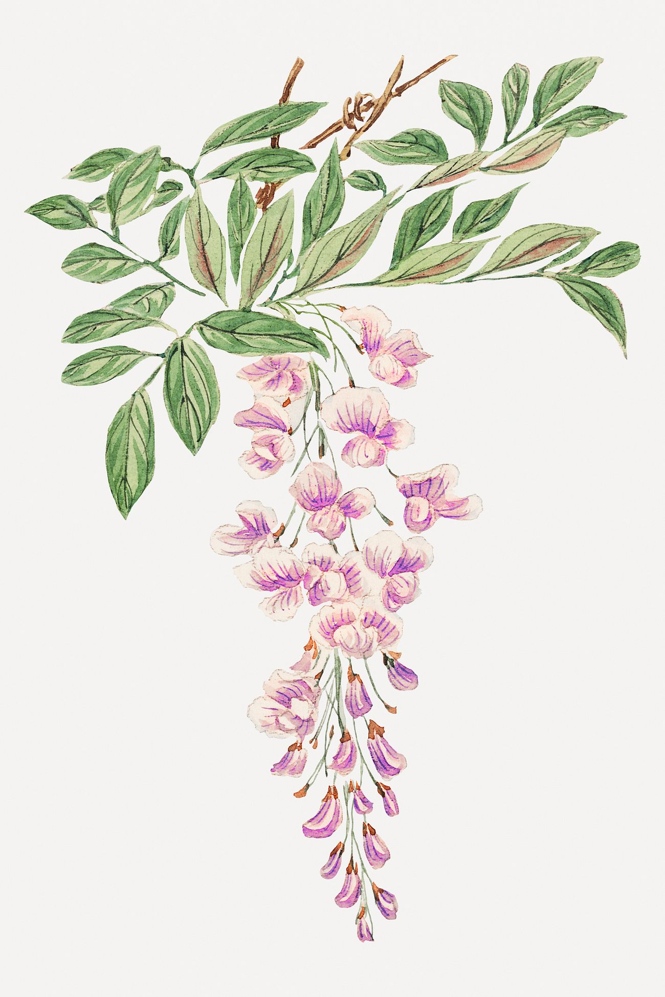 Wisteria Drawing Images | Free Photos, PNG Stickers, Wallpapers