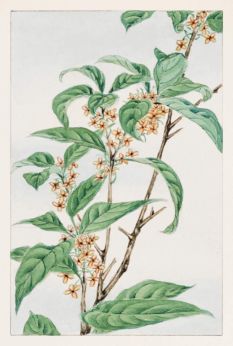 Stem with leaves and small flowers during 1870–1880 by Megata Morikaga. Original from Library of Congress. Digitally…