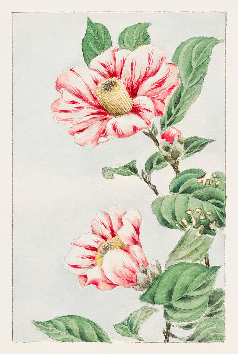 Tsubaki camelia during 1870–1880 by… | Free public domain illustration Tsubaki camelia during 1870–1880 by Megata Morikaga. Original from Library of Congress. Digitally enhanced by rawpixel.