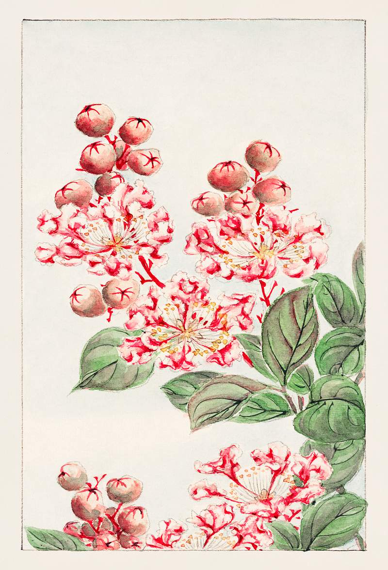 Sarusubi blossoms during 1870–1880 by Megata Morikaga. Original from Library of Congress. Digitally enhanced by…