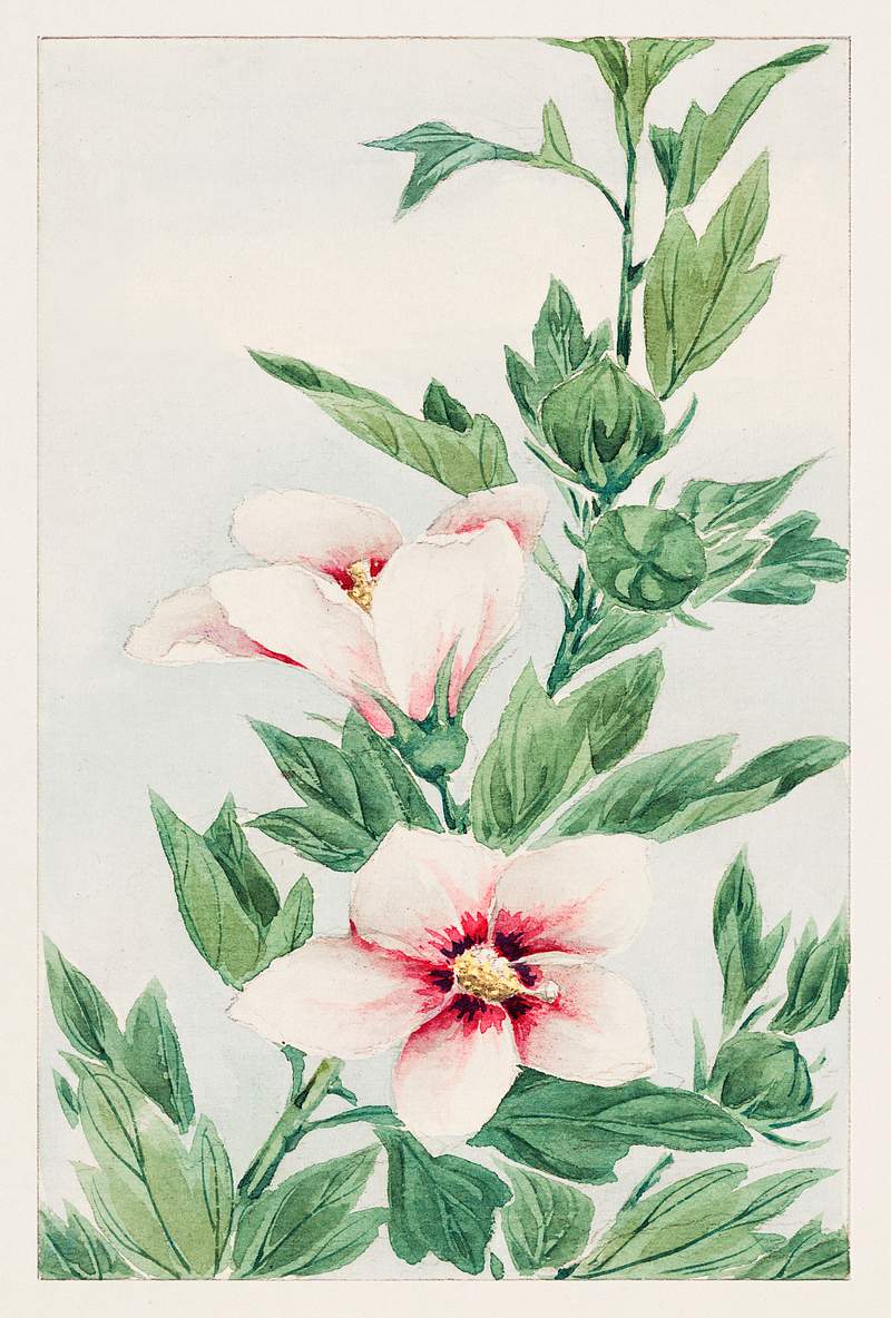 Hibiscus plant during 1870–1880 by Megata Morikaga. Original from Library of Congress. Digitally enhanced by rawpixel.