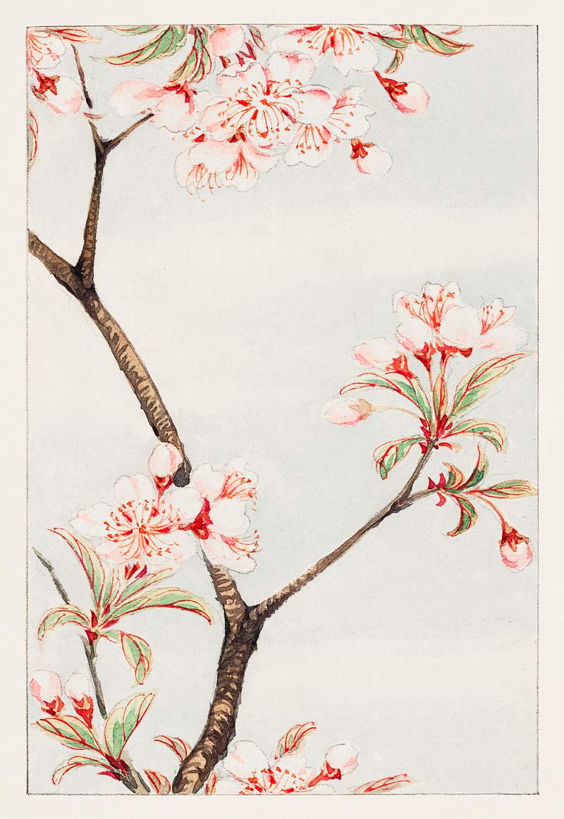 Sakura cherry during 1870–1880 by… | Free public domain illustration Sakura cherry during 1870–1880 by Megata Morikaga. Original from Library of Congress. Digitally enhanced by rawpixel.