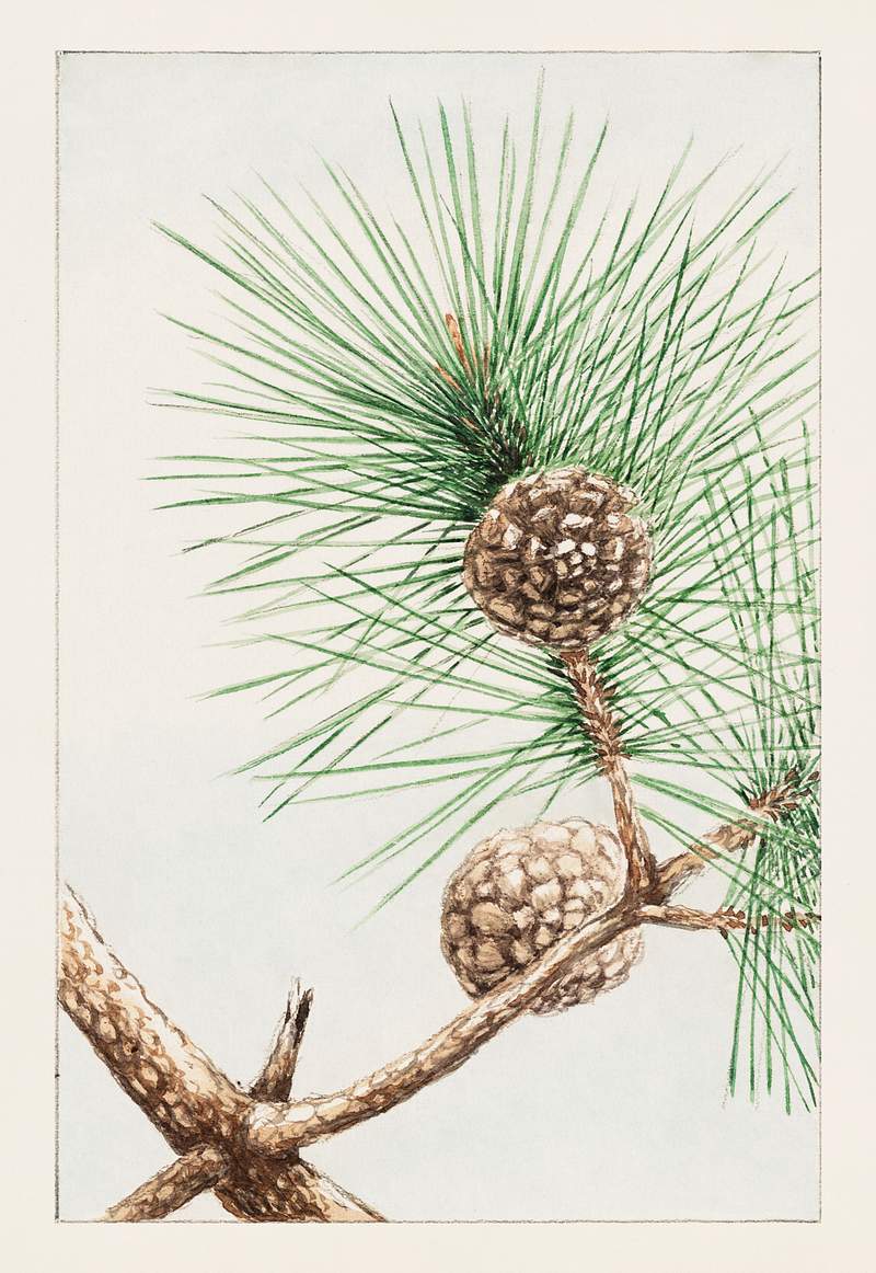 Matsu pine during 1870–1880 by Megata Morikaga. Original from Library of Congress. Digitally enhanced by rawpixel.
