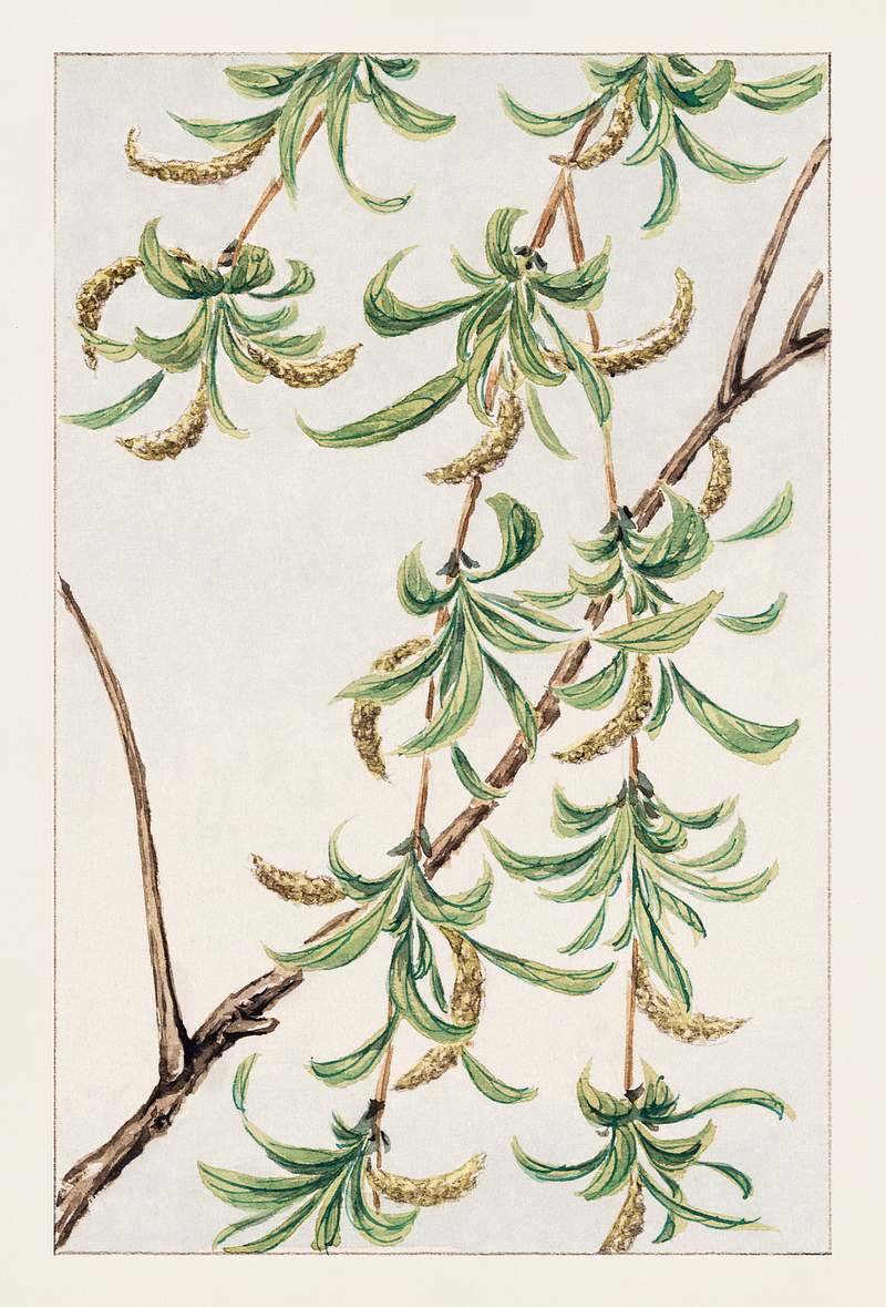 Yanagi (willow) during 1870–1880 by Megata Morikaga. Original from Library of Congress. Digitally enhanced by rawpixel.