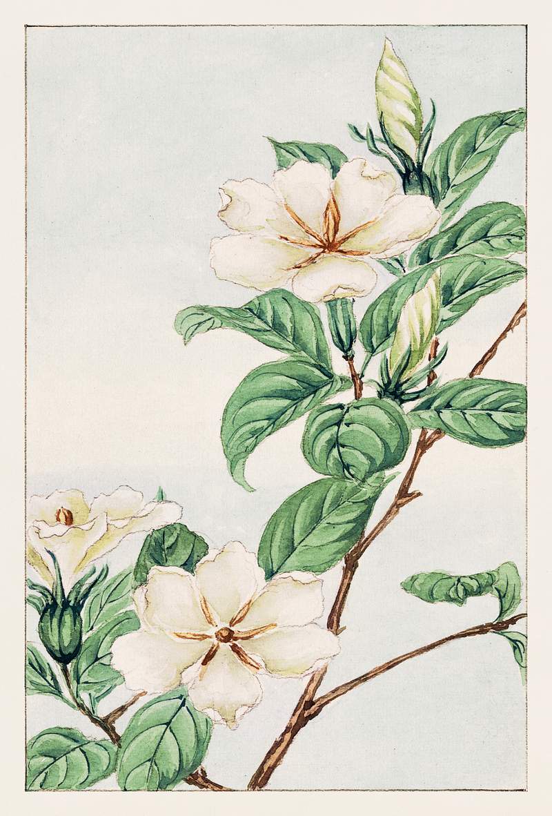 Kuchi nashi (cape jasmine) during 1870–1880 by Megata Morikaga. Original from Library of Congress. Digitally enhanced…