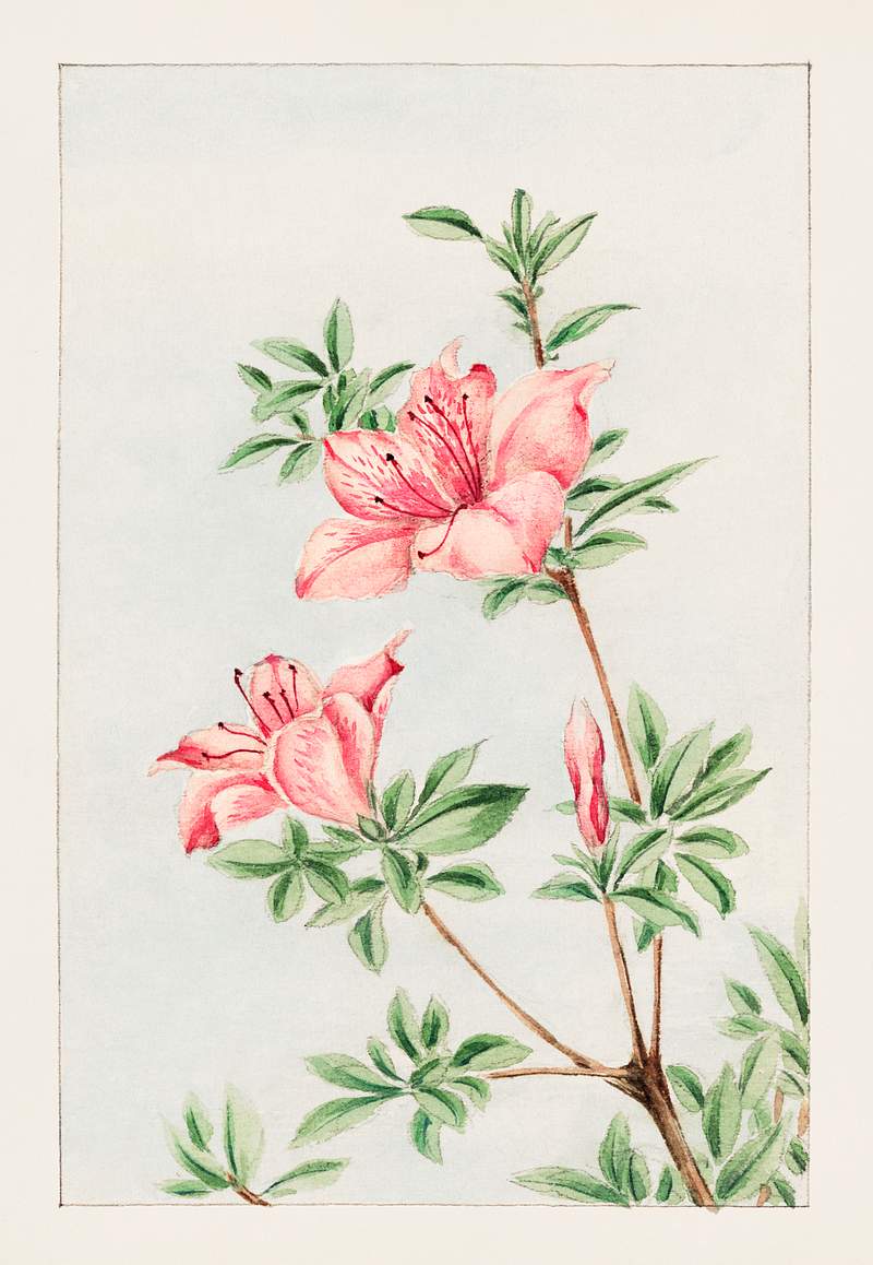 Tsutsuji rhododendron Judicum (azalea) during 1870–1880 by Megata Morikaga. Original from Library of Congress.…