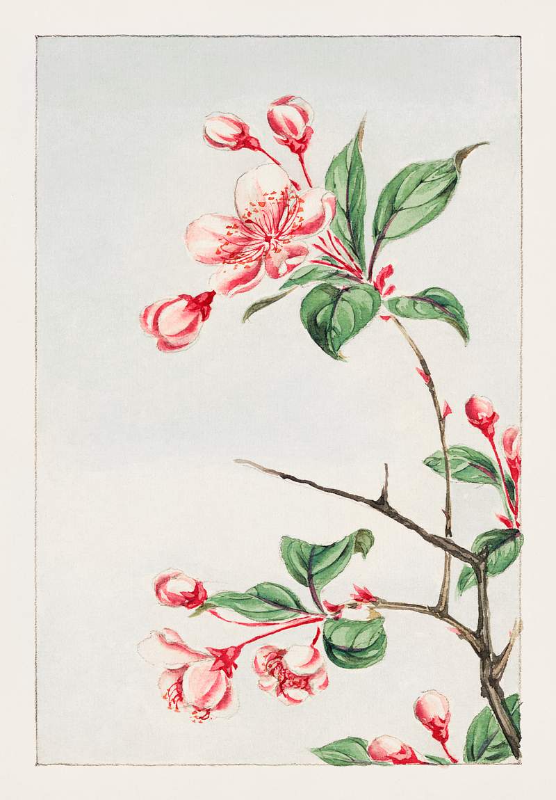 Kaido pyrus spectabalis during 1870–1880 by Megata Morikaga. Original from Library of Congress. Digitally enhanced by…