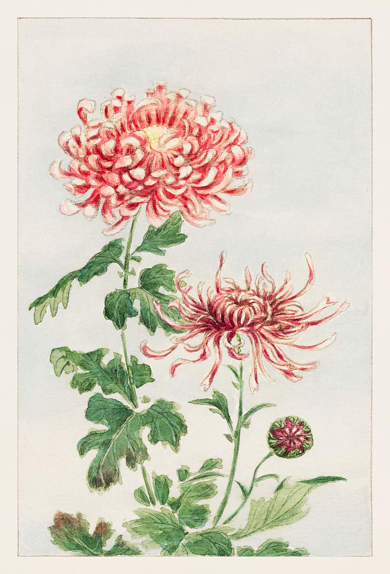 Kiku (chrysanthemum) during 1870–1880 by Megata Morikaga. Original from Library of Congress. Digitally enhanced by…