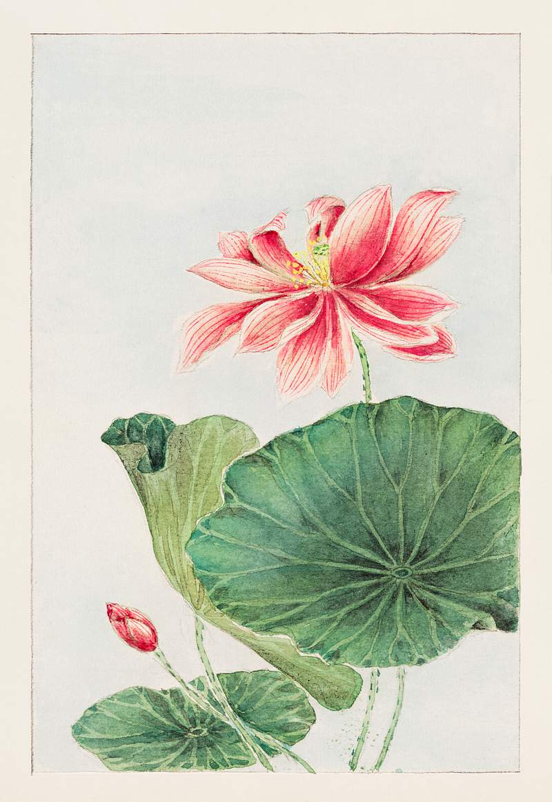 Hasu (lotus) during 1870–1880 by Megata Morikaga. Original from Library of Congress. Digitally enhanced by rawpixel.
