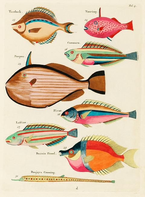 Colourful and surreal illustrations of fishes found in Moluccas (Indonesia) and the East Indies by Louis Renard (1678 -1746) from Histoire naturelle des plus rares curiositez de la mer des Indes (1754). Colourful and surreal illustrations of fishes found in Moluccas (Indonesia) and the East Indies by Louis Renard (1678 -1746)…