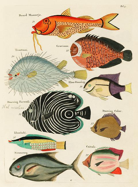 Colourful and surreal illustrations of fishes found in Moluccas (Indonesia) and the East Indies by Louis Renard (1678 -1746) from Histoire naturelle des plus rares curiositez de la mer des Indes (1754). Colourful and surreal illustrations of fishes found in Moluccas (Indonesia) and the East Indies by Louis Renard (1678 -1746)…