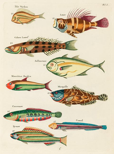 Colourful and surreal illustrations of fishes found in Moluccas (Indonesia) and the East Indies by Louis Renard (1678 -1746) from Histoire naturelle des plus rares curiositez de la mer des Indes (1754). Colourful and surreal illustrations of fishes found in Moluccas (Indonesia) and the East Indies by Louis Renard (1678 -1746)…