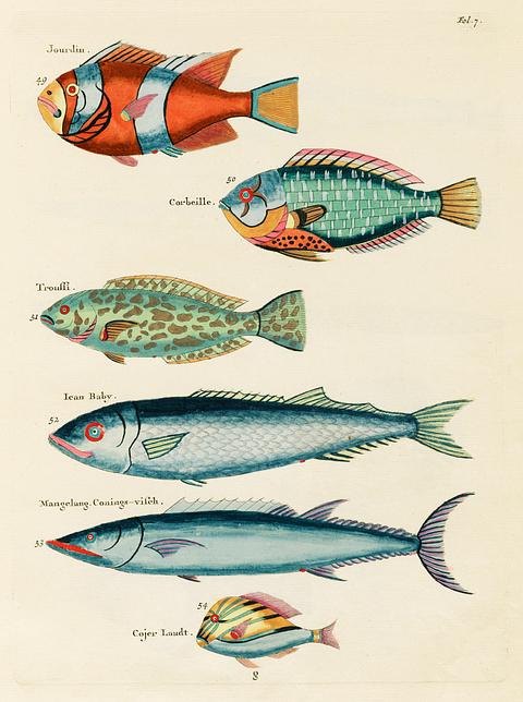 Colourful and surreal illustrations of fishes found in Moluccas (Indonesia) and the East Indies by Louis Renard (1678 -1746) from Histoire naturelle des plus rares curiositez de la mer des Indes (1754). Colourful and surreal illustrations of fishes found in Moluccas (Indonesia) and the East Indies by Louis Renard (1678 -1746)…