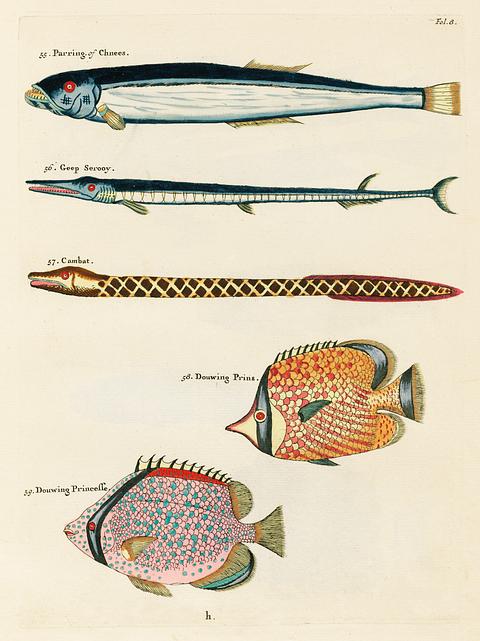 Colourful and surreal illustrations of fishes found in Moluccas (Indonesia) and the East Indies by Louis Renard (1678 -1746) from Histoire naturelle des plus rares curiositez de la mer des Indes (1754). Colourful and surreal illustrations of fishes found in Moluccas (Indonesia) and the East Indies by Louis Renard (1678 -1746)…