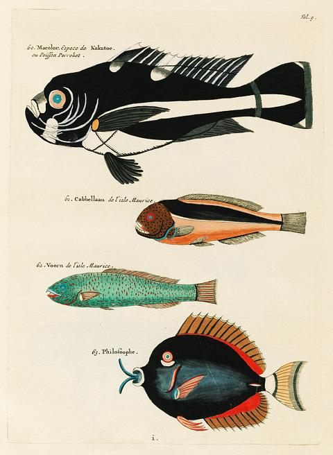 Colourful and surreal illustrations of fishes found in Moluccas (Indonesia) and the East Indies by Louis Renard (1678 -1746) from Histoire naturelle des plus rares curiositez de la mer des Indes (1754). Colourful and surreal illustrations of fishes found in Moluccas (Indonesia) and the East Indies by Louis Renard (1678 -1746)…