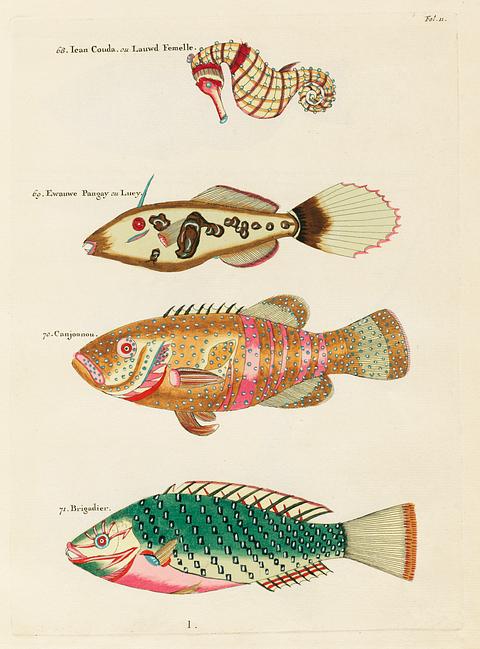 Colourful and surreal illustrations of fishes and sea horse found in Moluccas (Indonesia) and the East Indies by Louis Renard (1678 -1746) from Histoire naturelle des plus rares curiositez de la mer des Indes (1754). Colourful and surreal illustrations of fishes and sea horse found in Moluccas (Indonesia) and the East Indies by Louis Renard…