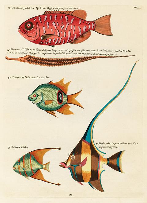 Colourful and surreal illustrations of fishes found in Moluccas (Indonesia) and the East Indies by Louis Renard (1678 -1746) from Histoire naturelle des plus rares curiositez de la mer des Indes (1754). Colourful and surreal illustrations of fishes found in Moluccas (Indonesia) and the East Indies by Louis Renard (1678 -1746)…