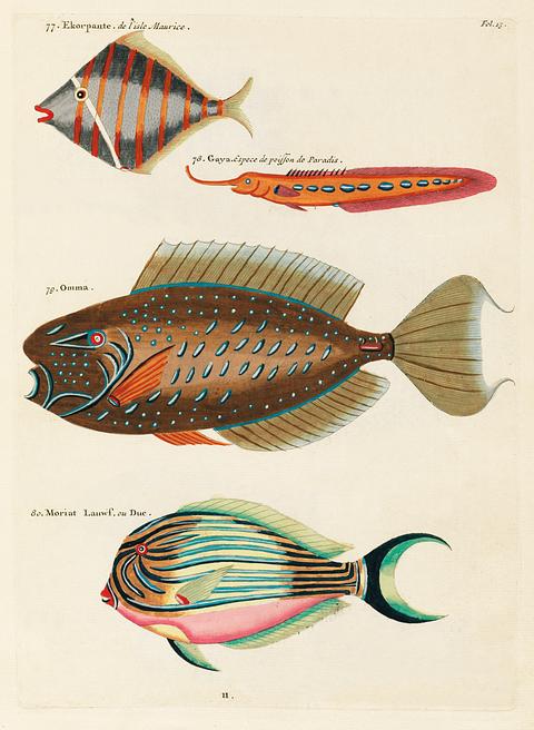 Colourful and surreal illustrations of fishes found in Moluccas (Indonesia) and the East Indies by Louis Renard (1678 -1746) from Histoire naturelle des plus rares curiositez de la mer des Indes (1754). Colourful and surreal illustrations of fishes found in Moluccas (Indonesia) and the East Indies by Louis Renard (1678 -1746)…