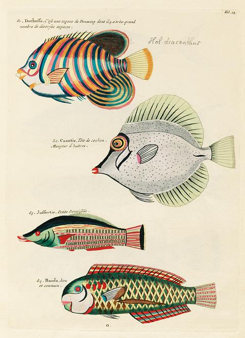 Colourful and surreal illustrations of fishes found in Moluccas (Indonesia) and the East Indies by Louis Renard (1678 -1746) from Histoire naturelle des plus rares curiositez de la mer des Indes (1754). Colourful and surreal illustrations of fishes found in Moluccas (Indonesia) and the East Indies by Louis Renard (1678 -1746)…