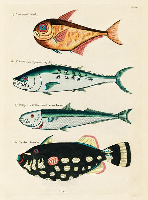 Colourful and surreal illustrations of fishes found in Moluccas (Indonesia) and the East Indies by Louis Renard (1678 -1746) from Histoire naturelle des plus rares curiositez de la mer des Indes (1754). Colourful and surreal illustrations of fishes found in Moluccas (Indonesia) and the East Indies by Louis Renard (1678 -1746)…