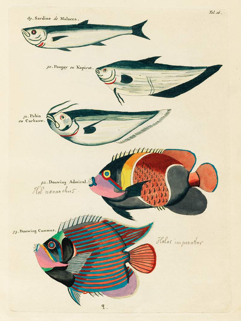 Colourful and surreal illustrations of fishes… | Free public domain illustration Colourful and surreal illustrations of fishes found in Moluccas (Indonesia) and the East Indies by Louis Renard (1678 -1746)…