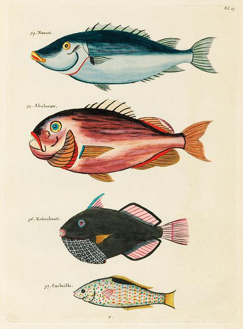 Colourful and surreal illustrations of fishes found in Moluccas (Indonesia) and the East Indies by Louis Renard (1678 -1746) from Histoire naturelle des plus rares curiositez de la mer des Indes (1754). Colourful and surreal illustrations of fishes found in Moluccas (Indonesia) and the East Indies by Louis Renard (1678 -1746)…