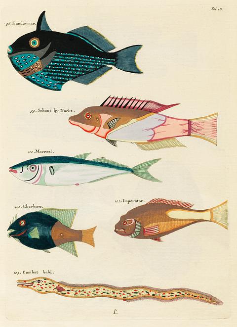 Colourful and surreal illustrations of fishes found in Moluccas (Indonesia) and the East Indies by Louis Renard (1678 -1746) from Histoire naturelle des plus rares curiositez de la mer des Indes (1754). Colourful and surreal illustrations of fishes found in Moluccas (Indonesia) and the East Indies by Louis Renard (1678 -1746)…