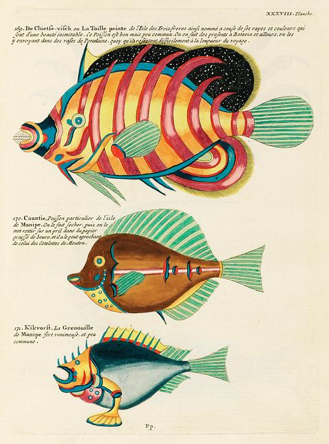 Colourful and surreal illustrations of fishes found in Moluccas (Indonesia) and the East Indies by Louis Renard (1678 -1746) from Histoire naturelle des plus rares curiositez de la mer des Indes (1754). Colourful and surreal illustrations of fishes found in Moluccas (Indonesia) and the East Indies by Louis Renard (1678 -1746)…