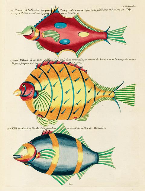 Colourful and surreal illustrations of fishes found in Moluccas (Indonesia) and the East Indies by Louis Renard (1678 -1746) from Histoire naturelle des plus rares curiositez de la mer des Indes (1754). Colourful and surreal illustrations of fishes found in Moluccas (Indonesia) and the East Indies by Louis Renard (1678 -1746)…