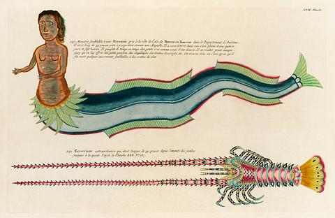 Illustrations of a siren and lobster found in the Moluccas (Indonesia) and the East Indies by Louis Renard (1678 -1746) from Histoire naturelle des plus rares curiositez de la mer des Indes (1754). Illustrations of a siren and lobster found in the Moluccas (Indonesia) and the East Indies by Louis Renard (1678 -1746) from…