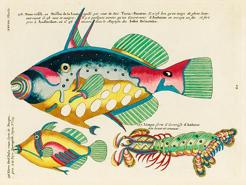 Colourful and surreal illustrations of maribe life found in Moluccas (Indonesia) and the East Indies by Louis Renard (1678 -1746) from Histoire naturelle des plus rares curiositez de la mer des Indes (1754). Colourful and surreal illustrations of maribe life found in Moluccas (Indonesia) and the East Indies by Louis Renard (1678 …