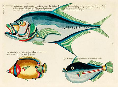 Colourful and surreal illustrations of fishes found in Moluccas (Indonesia) and the East Indies by Louis Renard (1678 -1746) from Histoire naturelle des plus rares curiositez de la mer des Indes (1754). Colourful and surreal illustrations of fishes found in Moluccas (Indonesia) and the East Indies by Louis Renard (1678 -1746)…