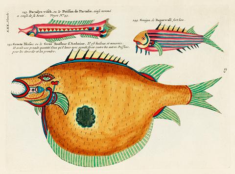 Colourful and surreal illustrations of fishes found in Moluccas (Indonesia) and the East Indies by Louis Renard (1678 -1746) from Histoire naturelle des plus rares curiositez de la mer des Indes (1754). Colourful and surreal illustrations of fishes found in Moluccas (Indonesia) and the East Indies by Louis Renard (1678 -1746)…