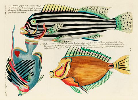 Colourful and surreal illustrations of fishes found in Moluccas (Indonesia) and the East Indies by Louis Renard (1678 -1746) from Histoire naturelle des plus rares curiositez de la mer des Indes (1754). Colourful and surreal illustrations of fishes found in Moluccas (Indonesia) and the East Indies by Louis Renard (1678 -1746)…