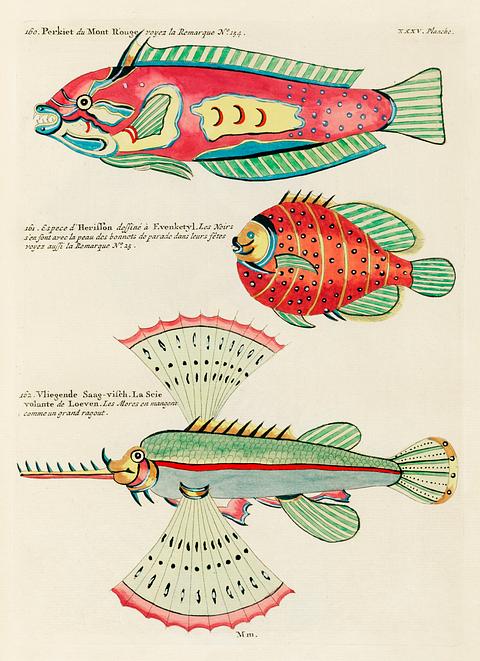 Colourful and surreal illustrations of fishes found in Moluccas (Indonesia) and the East Indies by Louis Renard (1678 -1746) from Histoire naturelle des plus rares curiositez de la mer des Indes (1754). Colourful and surreal illustrations of fishes found in Moluccas (Indonesia) and the East Indies by Louis Renard (1678 -1746)…