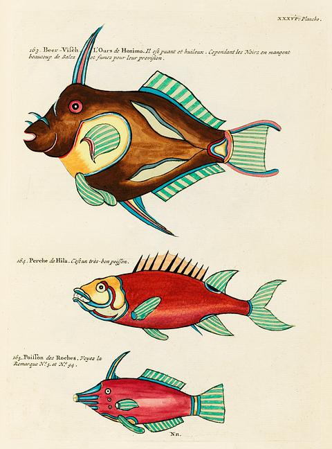 Colourful and surreal illustrations of fishes found in Moluccas (Indonesia) and the East Indies by Louis Renard (1678 -1746) from Histoire naturelle des plus rares curiositez de la mer des Indes (1754). Colourful and surreal illustrations of fishes found in Moluccas (Indonesia) and the East Indies by Louis Renard (1678 -1746)…
