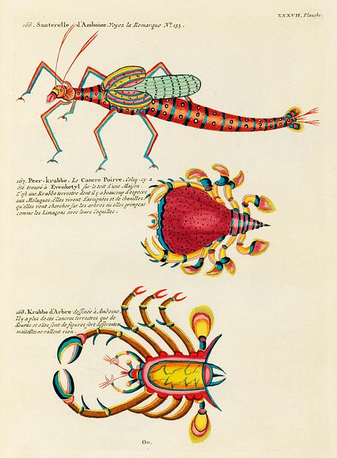 Colourful and surreal illustrations of fishes and crabs found in Moluccas (Indonesia) and the East Indies by Louis Renard (1678 -1746) from Histoire naturelle des plus rares curiositez de la mer des Indes (1754). Colourful and surreal illustrations of fishes and crabs found in Moluccas (Indonesia) and the East Indies by Louis Renard…