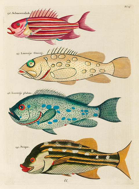 Colourful and surreal illustrations of fishes found in Moluccas (Indonesia) and the East Indies by Louis Renard (1678 -1746) from Histoire naturelle des plus rares curiositez de la mer des Indes (1754). Colourful and surreal illustrations of fishes found in Moluccas (Indonesia) and the East Indies by Louis Renard (1678 -1746)…