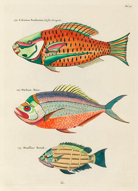 Colourful and surreal illustrations of fishes found in Moluccas (Indonesia) and the East Indies by Louis Renard (1678 -1746) from Histoire naturelle des plus rares curiositez de la mer des Indes (1754). Colourful and surreal illustrations of fishes found in Moluccas (Indonesia) and the East Indies by Louis Renard (1678 -1746)…