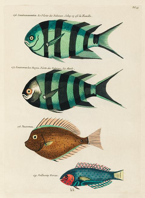 Colourful and surreal illustrations of fishes found in Moluccas (Indonesia) and the East Indies by Louis Renard (1678 -1746) from Histoire naturelle des plus rares curiositez de la mer des Indes (1754). Colourful and surreal illustrations of fishes found in Moluccas (Indonesia) and the East Indies by Louis Renard (1678 -1746)…