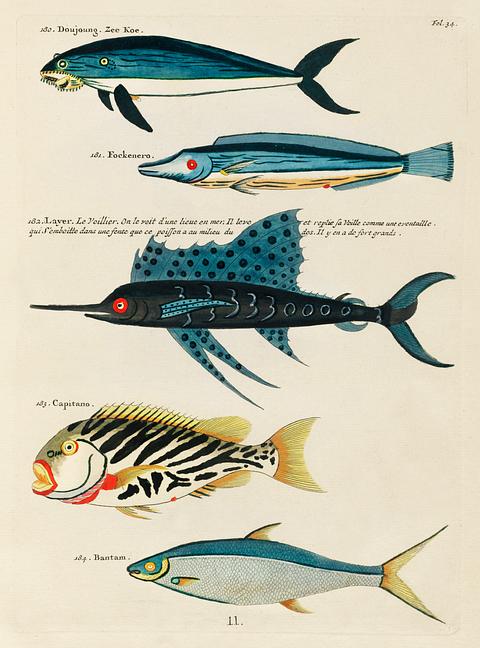 Colourful and surreal illustrations of fishes found in Moluccas (Indonesia) and the East Indies by Louis Renard (1678 -1746) from Histoire naturelle des plus rares curiositez de la mer des Indes (1754). Colourful and surreal illustrations of fishes found in Moluccas (Indonesia) and the East Indies by Louis Renard (1678 -1746)…