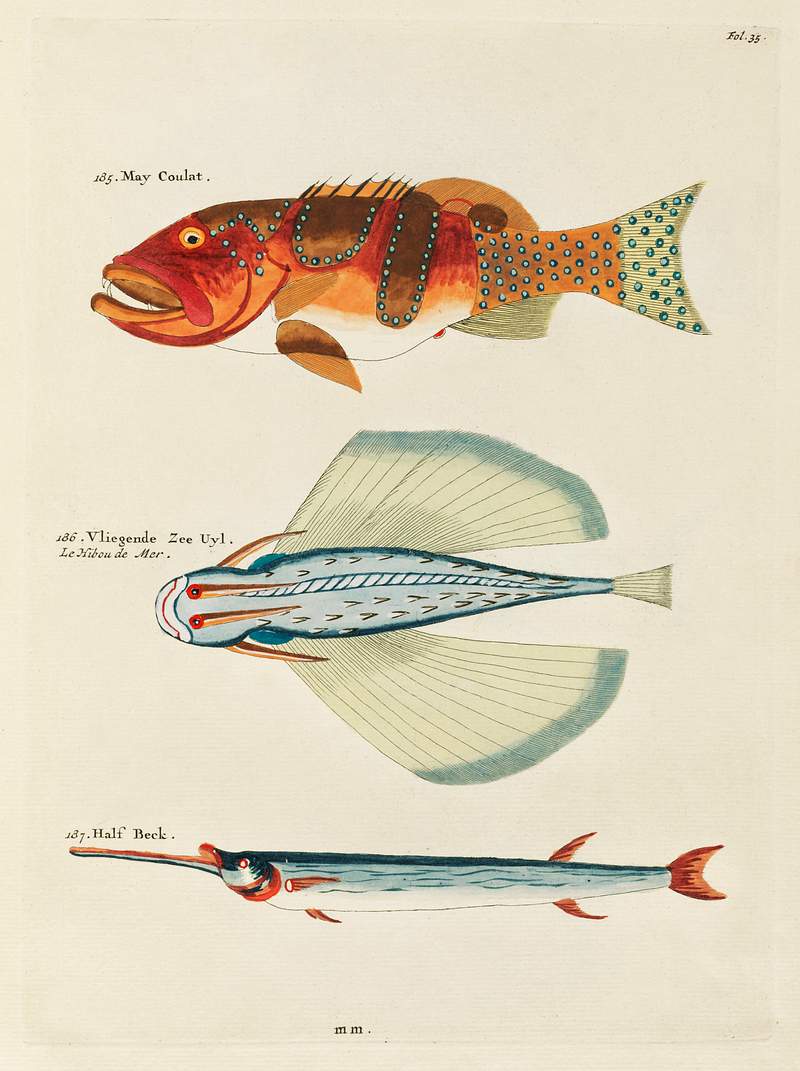 Colourful and surreal illustrations of fishes… | Free public domain illustration Colourful and surreal illustrations of fishes found in Moluccas (Indonesia) and the East Indies by Louis Renard (1678 -1746)…