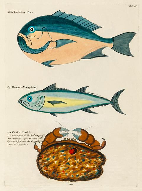 Colourful and surreal illustrations of fishes and crab found in Moluccas (Indonesia) and the East Indies by Louis Renard (1678 -1746) from Histoire naturelle des plus rares curiositez de la mer des Indes (1754). Colourful and surreal illustrations of fishes and crab found in Moluccas (Indonesia) and the East Indies by Louis Renard…